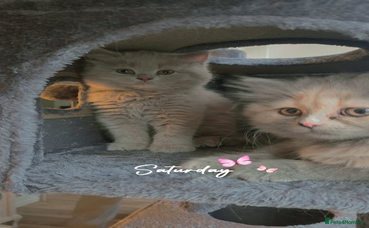 British Shorthair cats - Advert 10