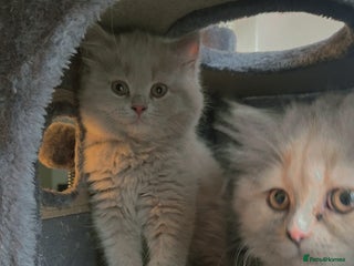 British Shorthair cats - Advert 10