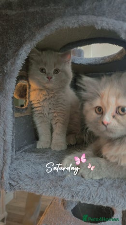 British Shorthair cats - Advert 10