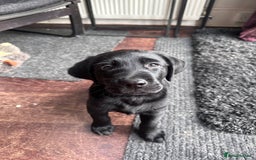 Labrador Retriever dogs for sale: Beautiful Labrador Puppies, Family Raised - Image 5