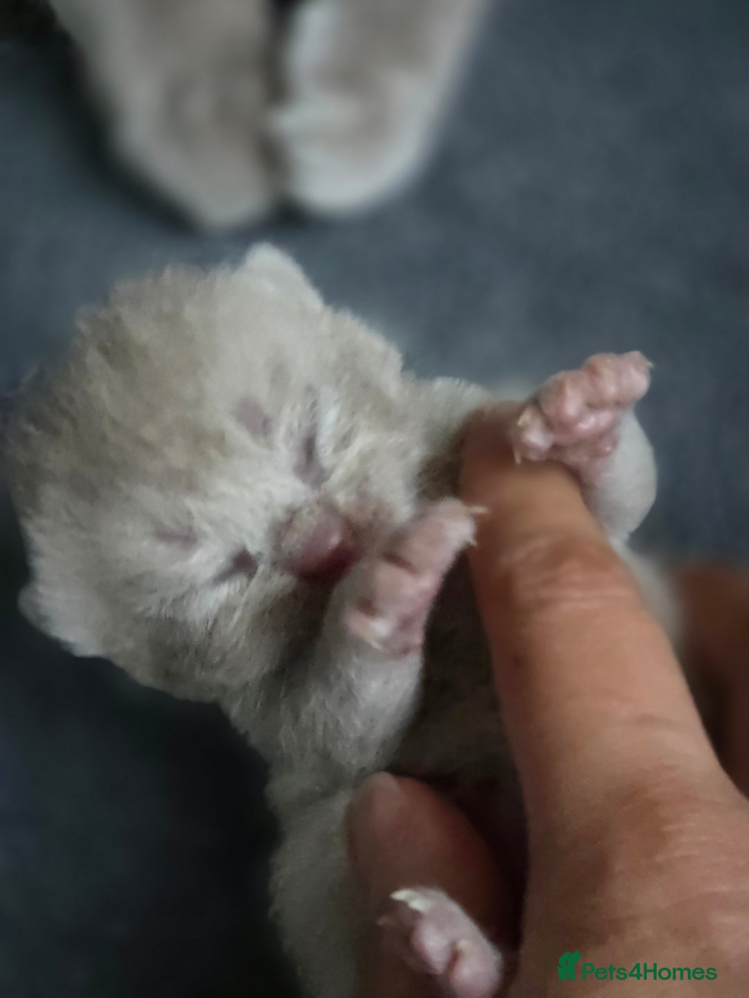 British Shorthair cats for sale: Lilac BSH  - Image 5