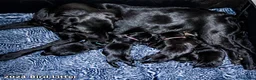 Labrador Retriever dogs for sale: KC Labrador - Traditional working  - Advert 28