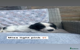 Sprocker dogs for sale: Black and white Sprockers looking for homes  - Image 4