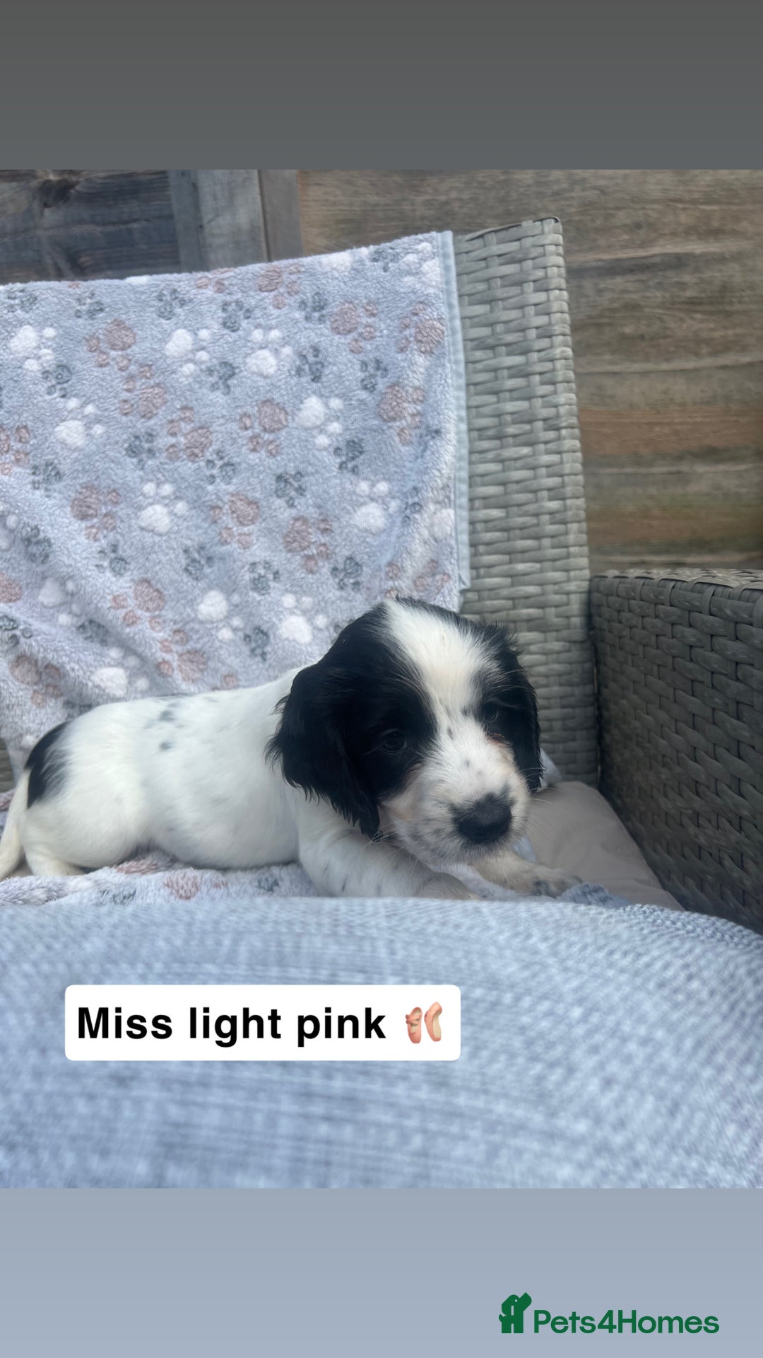 Sprocker dogs for sale: Black and white Sprockers looking for homes  - Image 4
