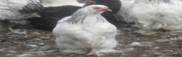 Chickens poultry for sale:  Colombian, silver/black Pekin Bantam pullets Aug/ - Advert 4