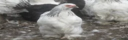 Chickens poultry for sale:  Colombian, silver/black Pekin Bantam pullets Aug/ - Advert 3