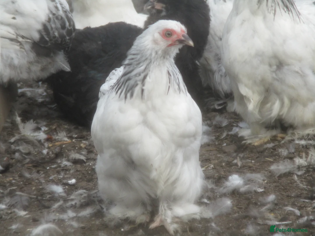 Chickens poultry for sale:  Colombian, silver/black Pekin Bantam pullets Aug/ - Advert 3