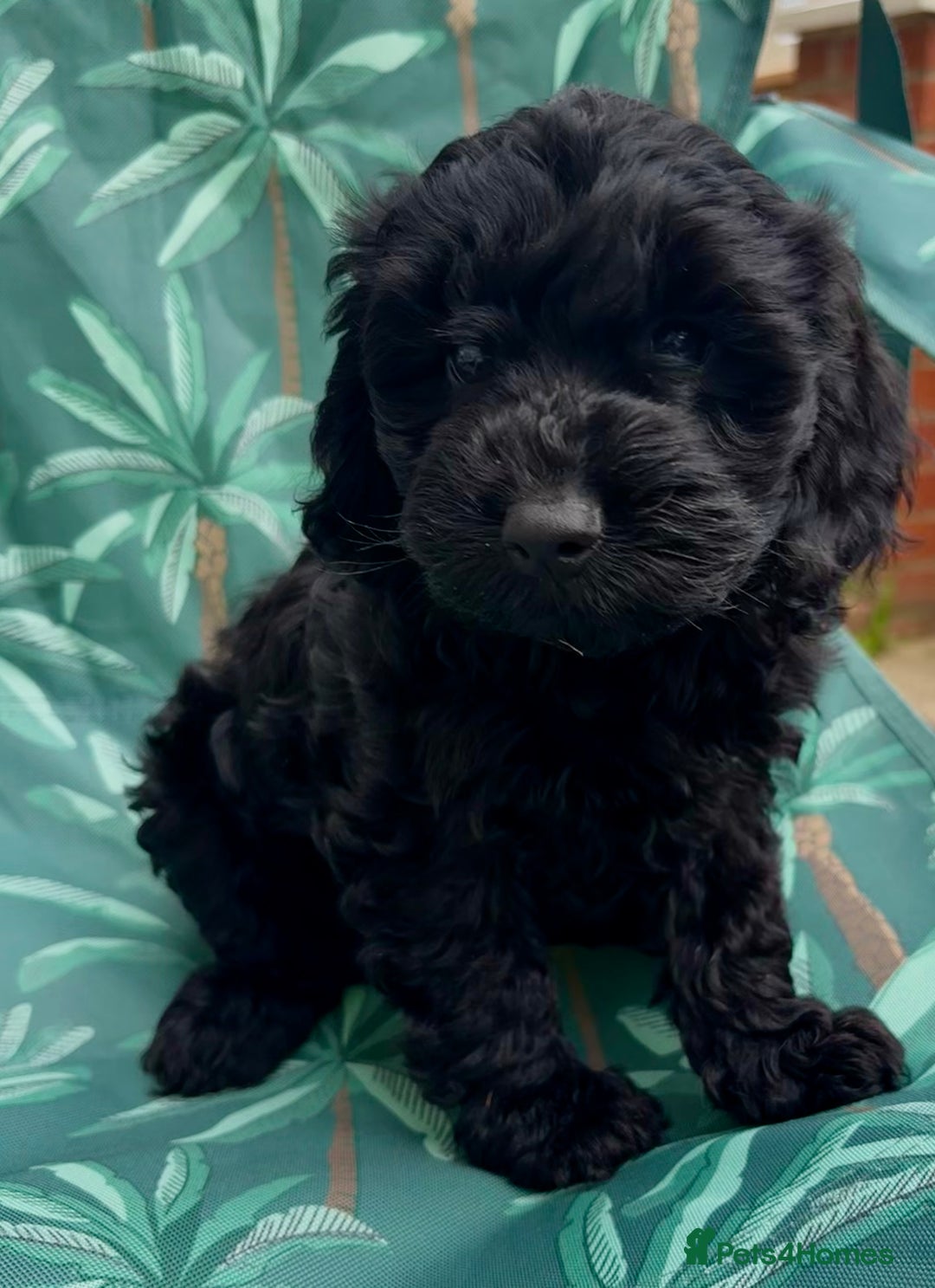 Cockapoo dogs for sale: Cockapoo puppies - Image 3