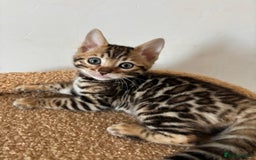 Bengal cats for sale: Snow and Brown boy TICA bengal kittens  - Image 20