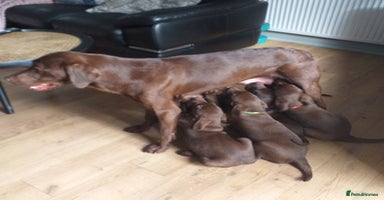 Labrador Retriever dogs - Advert 4