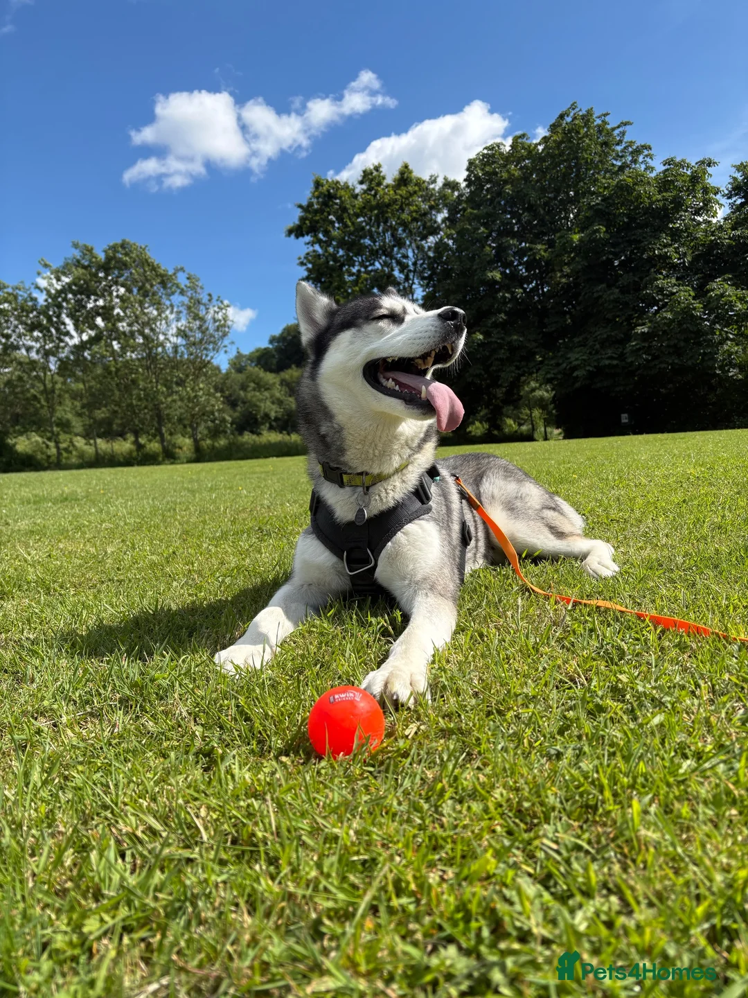 Siberian Husky dogs for stud: Husky FOR STUD ONLY in Westbury - Advert 1