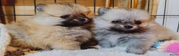 Pomeranian dogs for sale: 1 girl left - KC registered pomeranian puppies - Advert 3