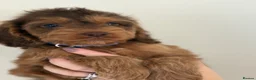 Cockapoo dogs for sale: Stunning sable cockerpoos  - Advert 27
