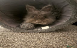 Mini Lion Lop rabbits for sale: Mini lop and double mane lionhead rabbits - Image 5
