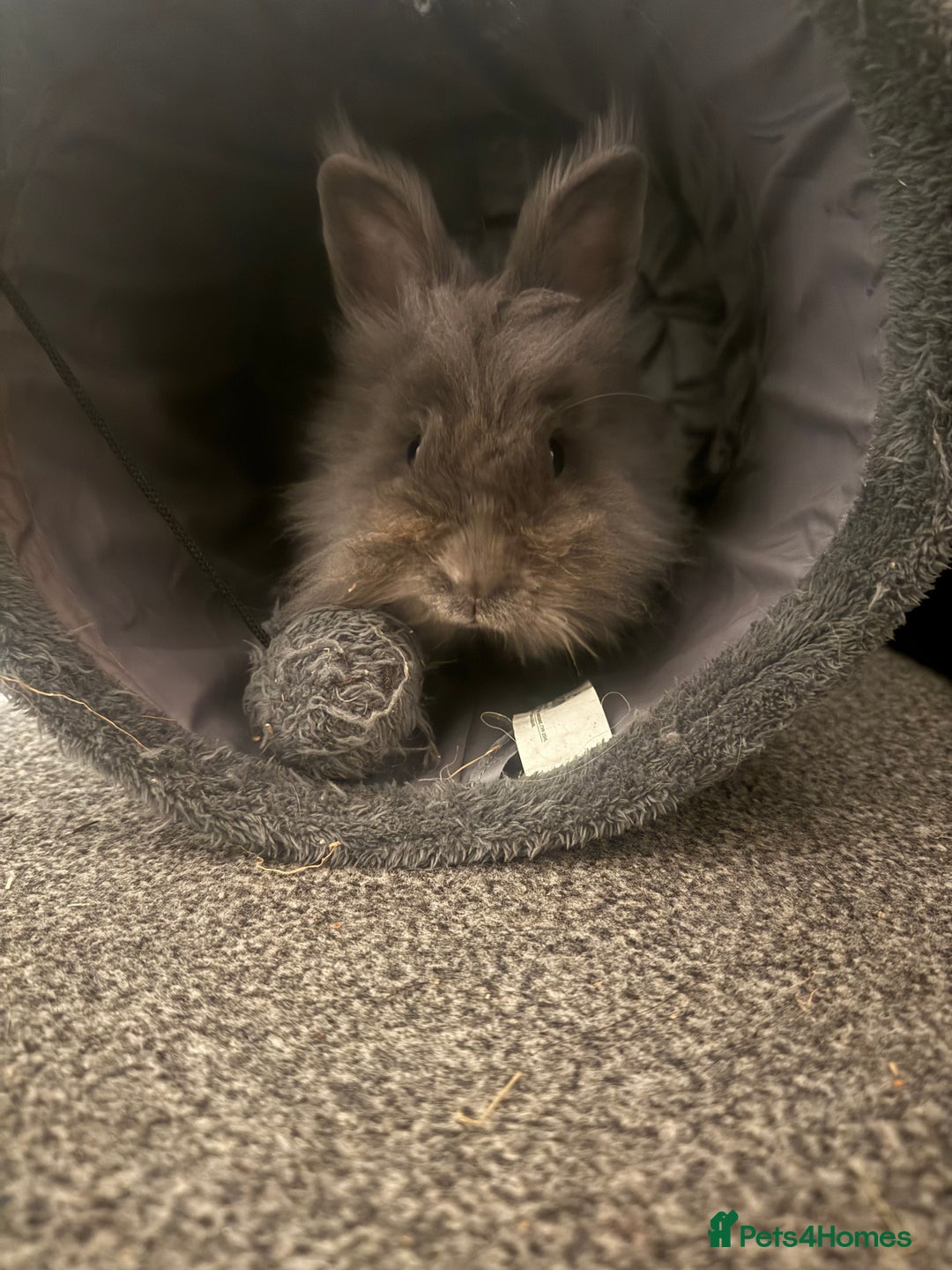 Mini Lion Lop rabbits for sale: Mini lop and double mane lionhead rabbits - Image 5