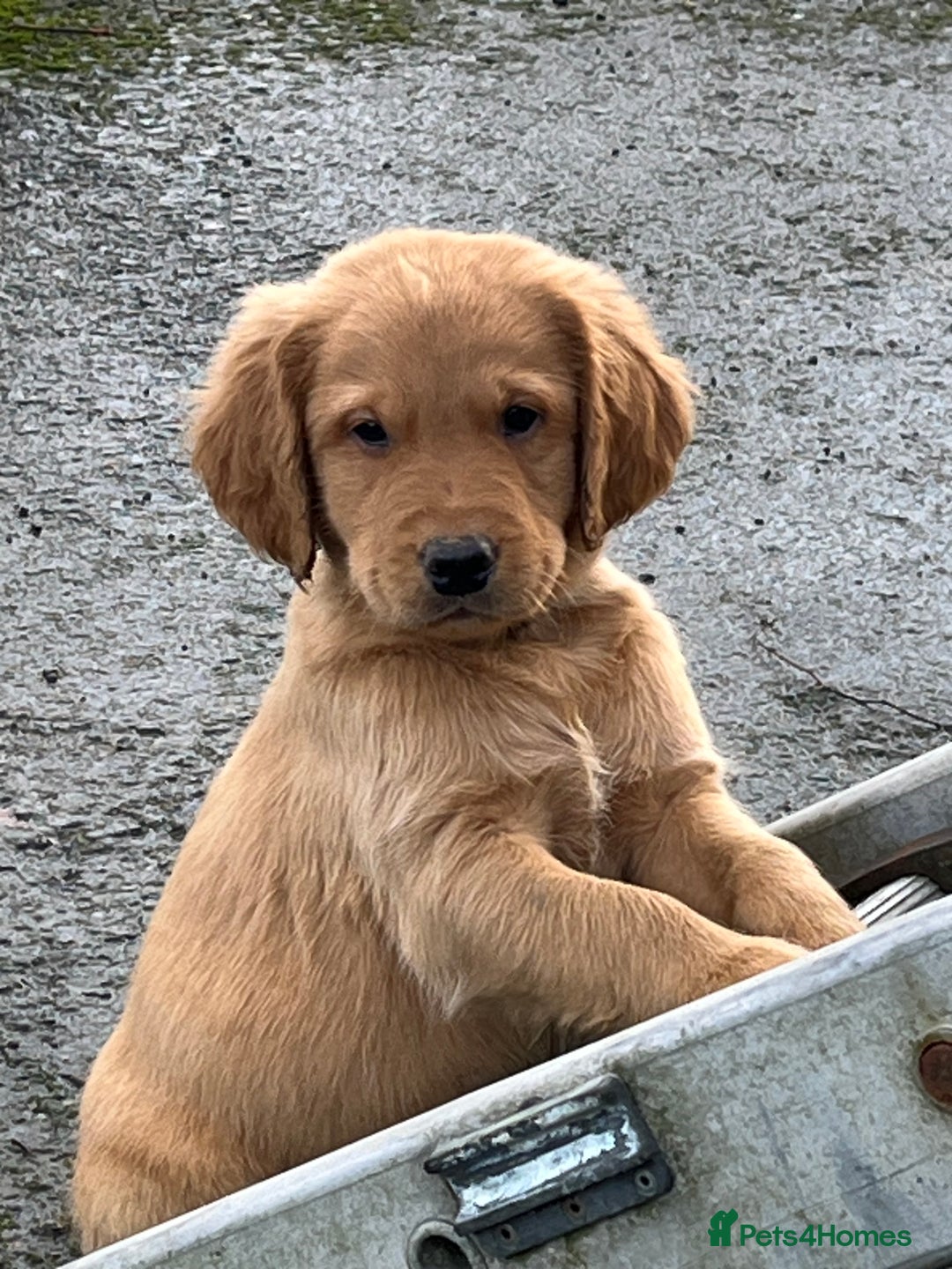 Labrador Retriever dogs for sale: Fox Red Labrador puppies - Advert 10