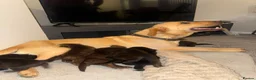 Labradoodle dogs for sale: Stunning miniature labradoodle puppies - Advert 1