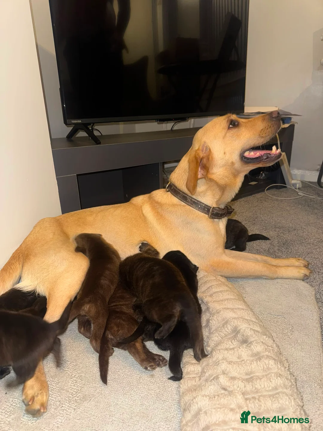 Labradoodle dogs for sale: Stunning miniature labradoodle puppies - Advert 1