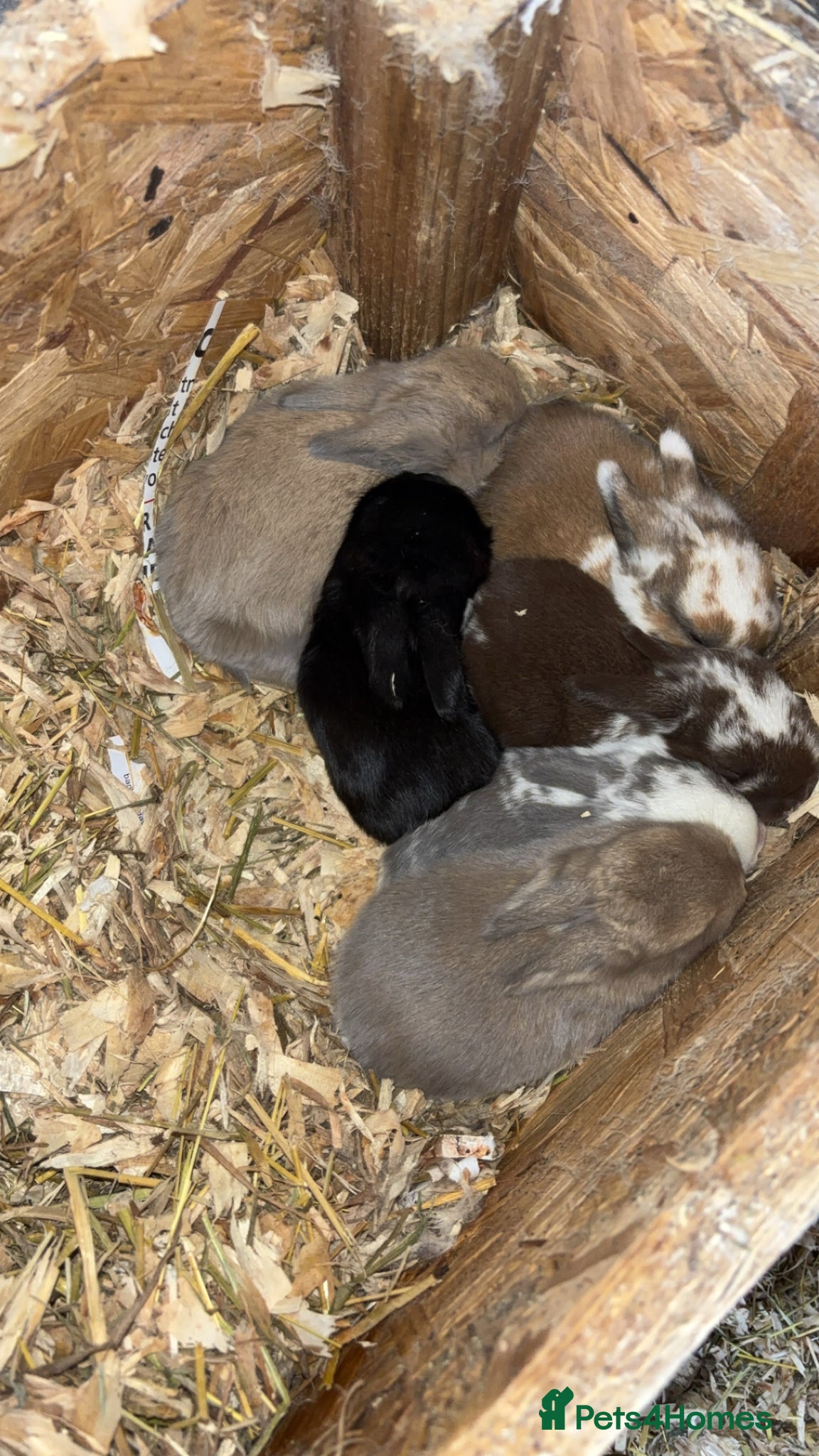 Mini Lop rabbits Mini lop - Advert 16