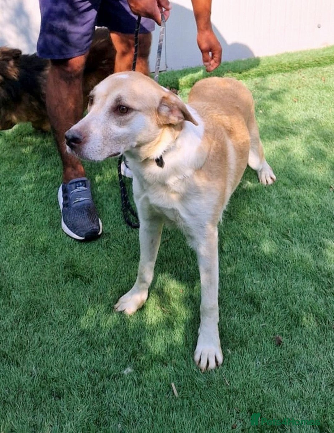 Mixed Breed dogs for adoption: 🐾Luna – a small lab-type girl longing for love ❤️ - Advert 5