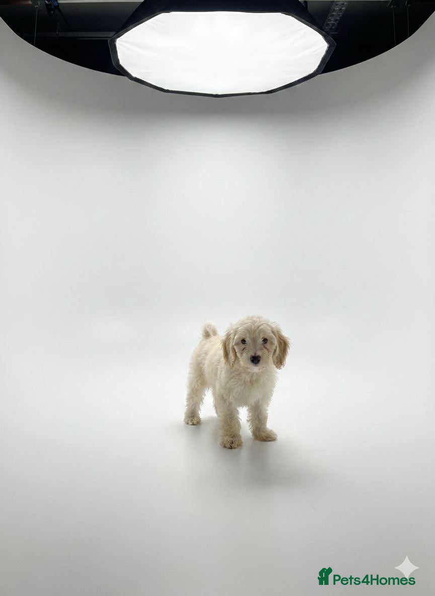 Cockapoo dogs 1 female F1 cockapoo puppies  - Advert 16