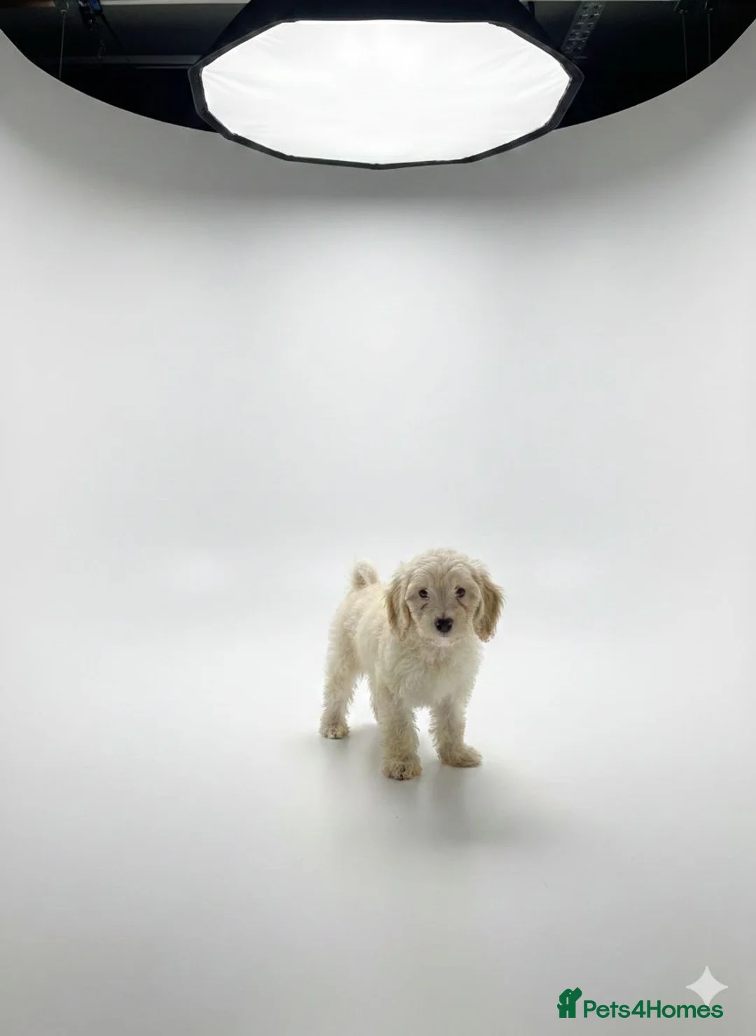 Cockapoo dogs for sale: 1 female F1 cockapoo puppies  - Advert 1