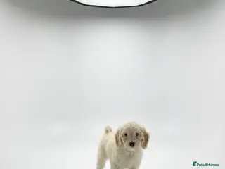 Cockapoo dogs 1 female F1 cockapoo puppies - Advert 16