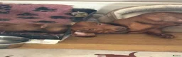 Miniature Dachshund dogs for sale: Beautiful mini dachshund puppies - Advert 1