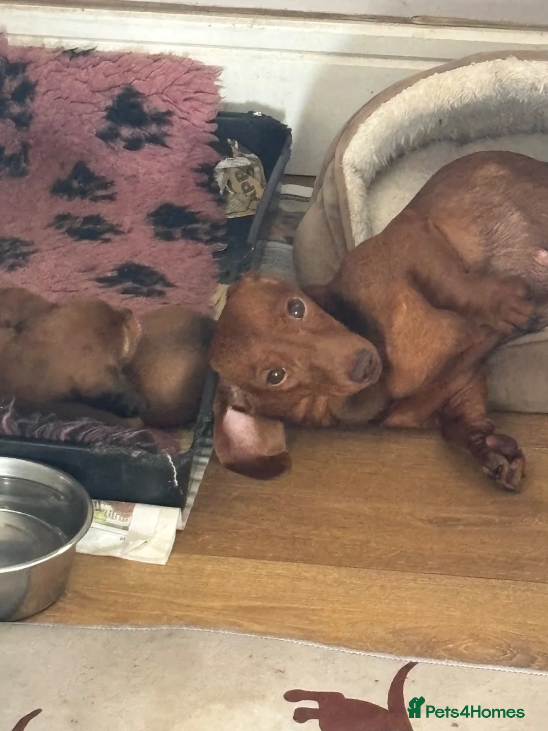 Miniature Dachshund dogs for sale: Beautiful mini dachshund puppies - Advert 1