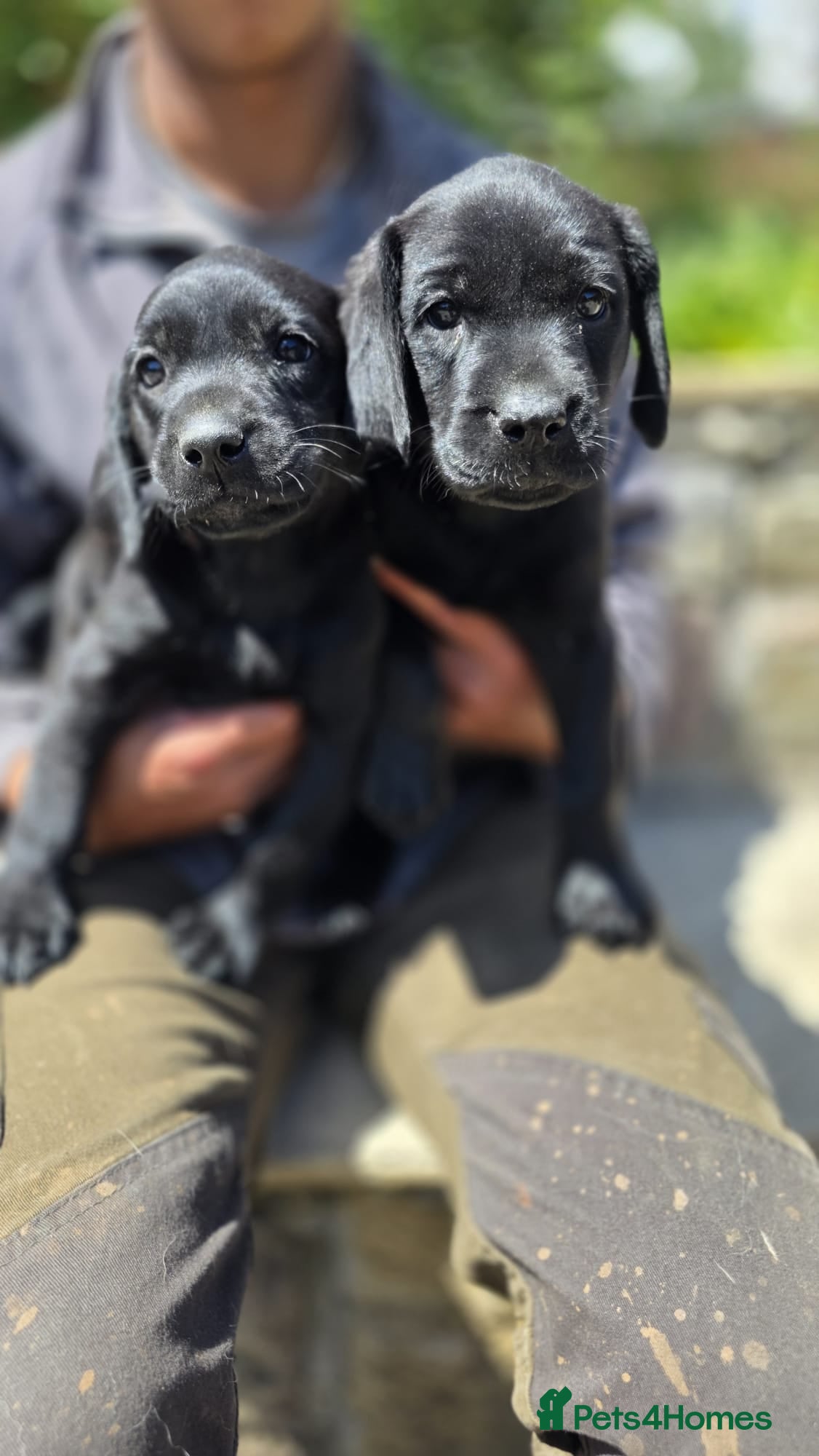 Labrador Retriever dogs GORGEOUS BLACK LABRADOR LITTER,FULLYTESTED PARENTS - Advert 5