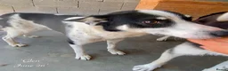 Mixed Breed dogs for adoption: Glen, 5 yrs approx. Available for adoption. in Brixham - Advert 8