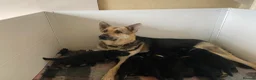 German Shepherd dogs for sale: ⭐ Rare East European Shepherd Puppies UK - Advert 21