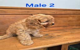 Cavapoo dogs for sale: F1 Red Cavapoo Puppies - Image 4
