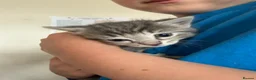 Mixed Breed cats for sale: Gorgeous Tabby’s  - Advert 7