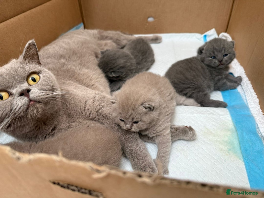 British Shorthair cats for sale: 4 adorable British shorthairs - Advert 7