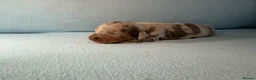 Miniature Dachshund dogs for sale: Longhair miniature dachshund  - Advert 7