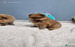 Pomeranian dogs for sale: Little Pomeranians  - Image 4