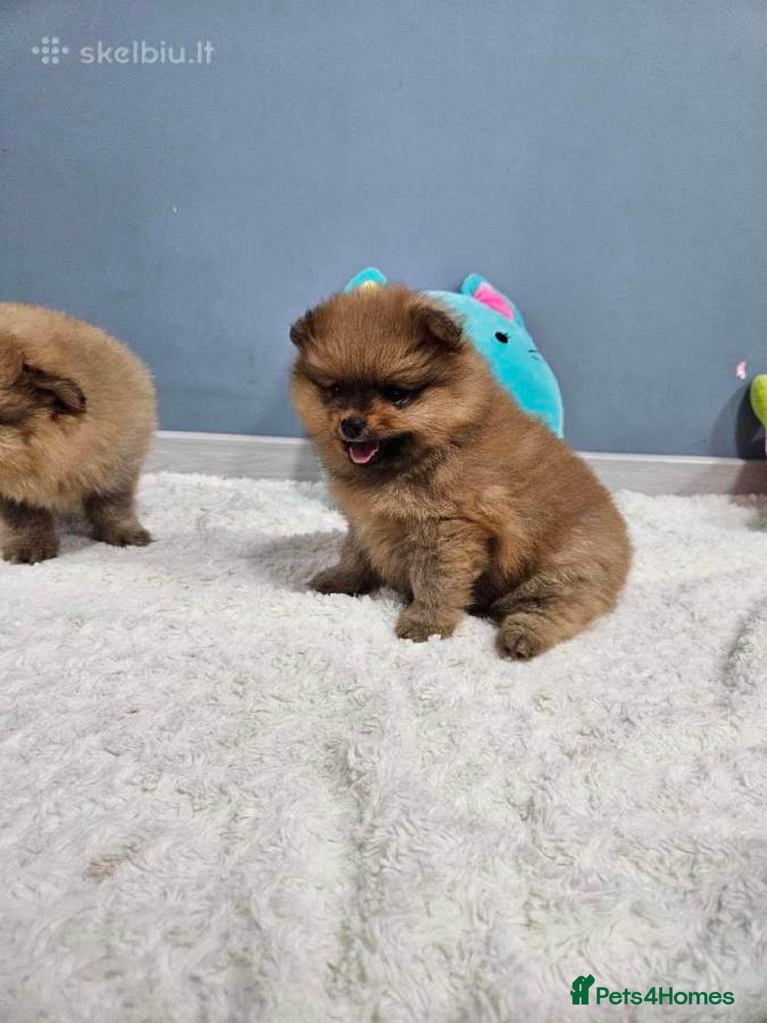 Pomeranian dogs for sale: Little Pomeranians  - Image 4