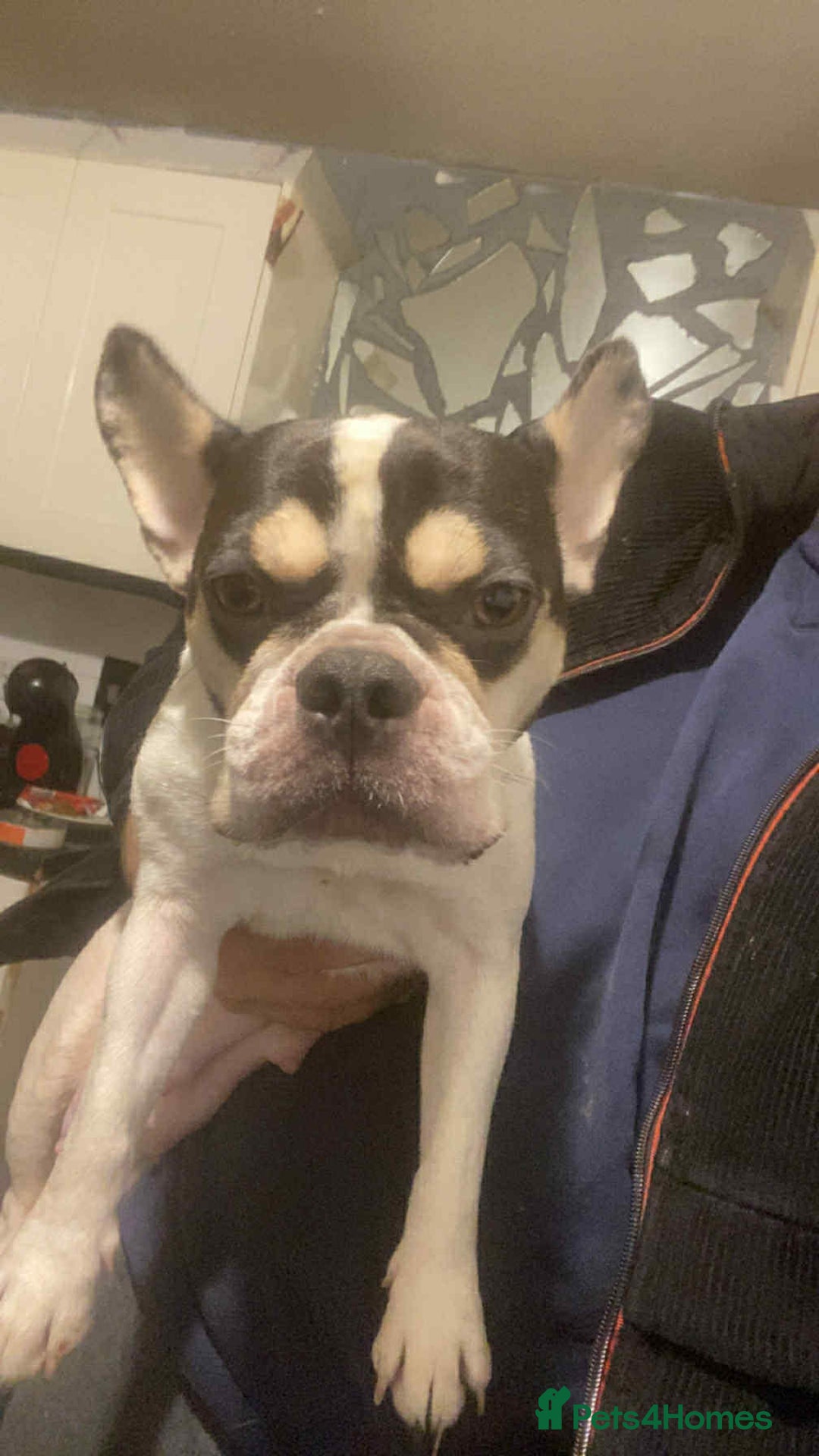 French Bulldog dogs for sale: French bulldog - Advert 1