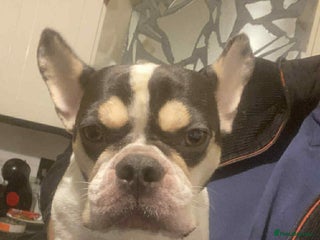 French Bulldog dogs French bulldog - Advert 9