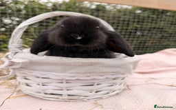 Mini Lop rabbits for sale: Pure mini lops, otters, grey, blue - Image 8