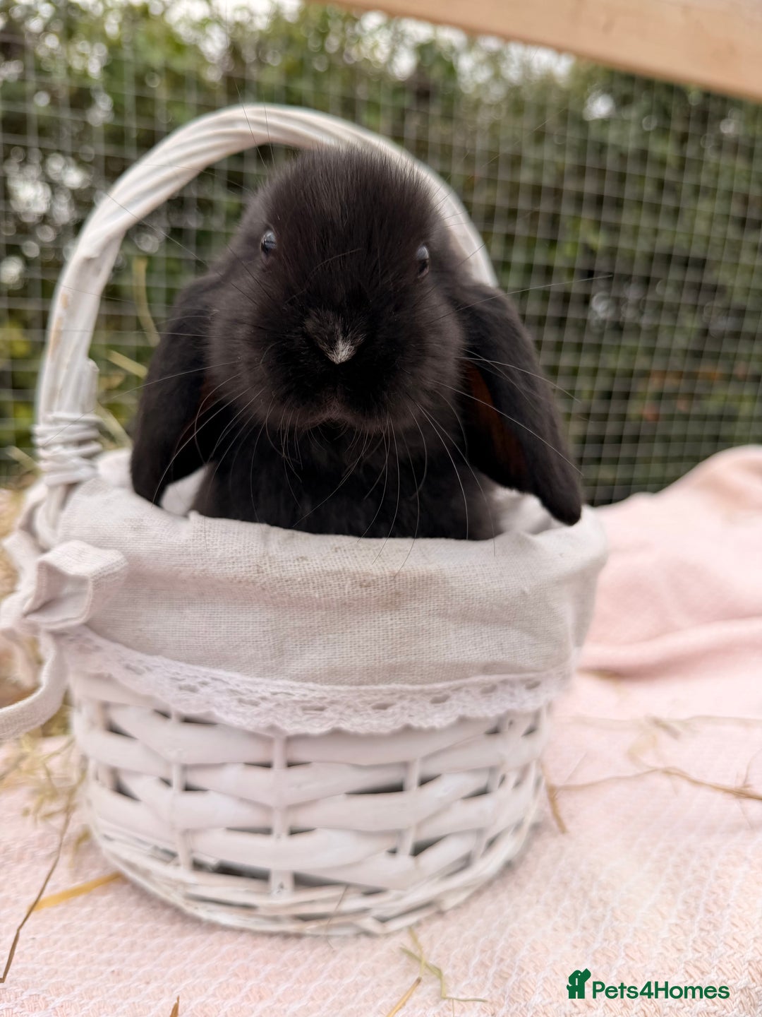 Mini Lop rabbits for sale: Pure mini lops, otters, grey, blue - Image 8
