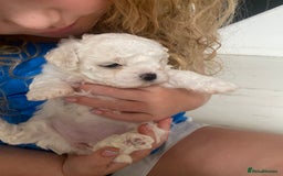 Zuchon dogs for sale: Zuchons pups ( Teddy bear pups) - Image 2