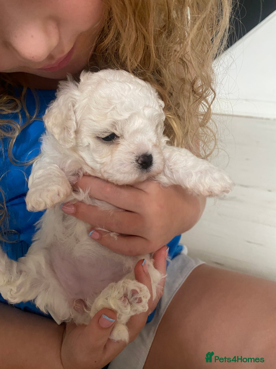 Zuchon dogs for sale: Zuchons pups ( Teddy bear pups) - Image 2