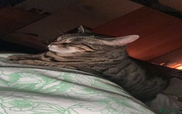 Mixed Breed cats for sale: Khaleesi, half bengal cat looking for a new home - Image 3