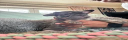 French Bulldog dogs for sale: Meet Our Gorgeous Frenchie Babies! - Advert 12