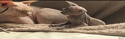 Sphynx cats for sale: Beautiful coloured kittens Spinx   - Advert 18