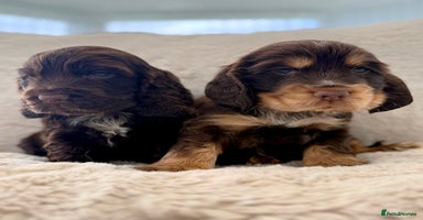 Cocker Spaniel dogs - Advert 14