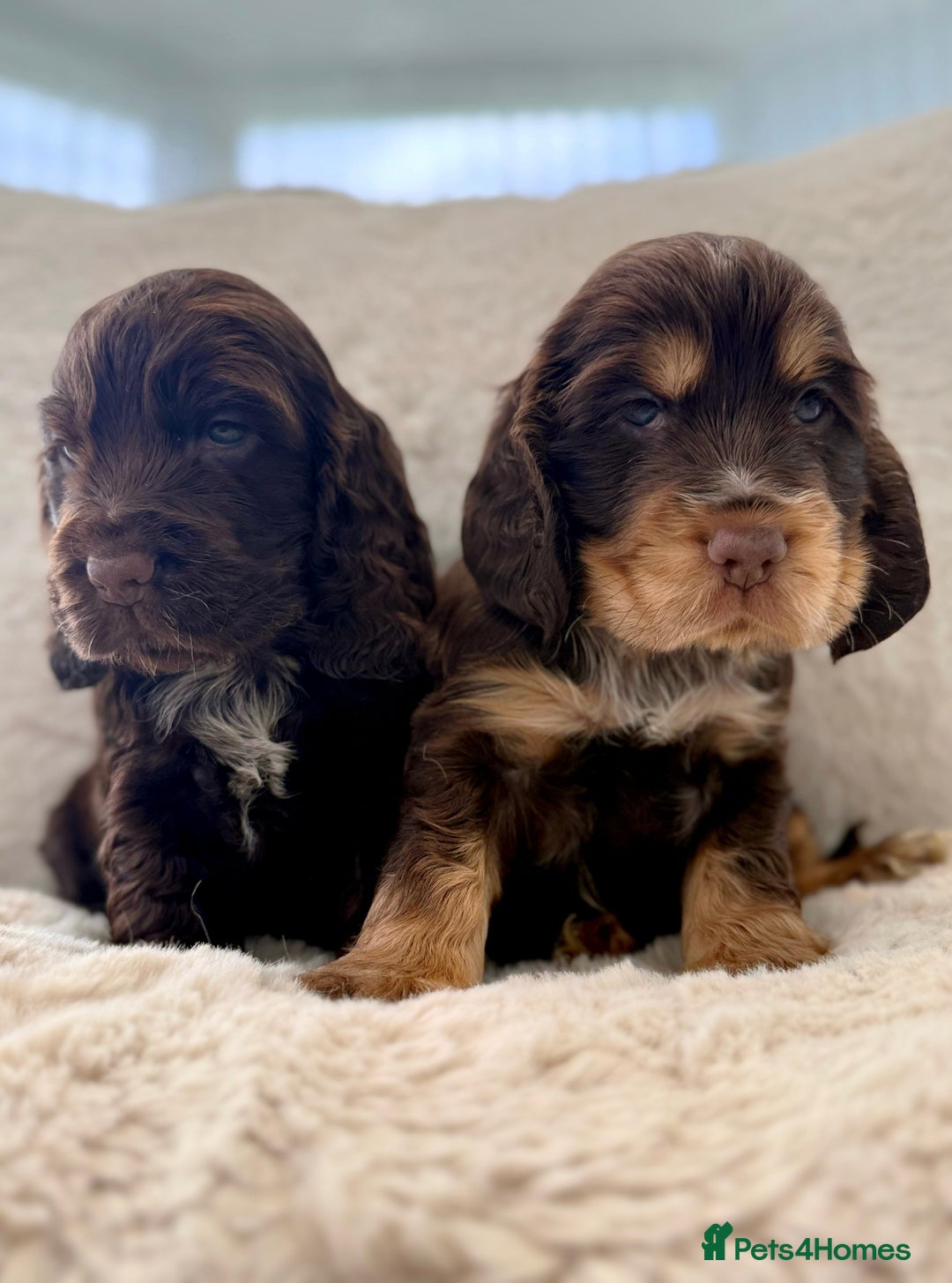 Cocker Spaniel dogs for sale: KC Registered Show Cocker Spaniel Puppies  - Image 1