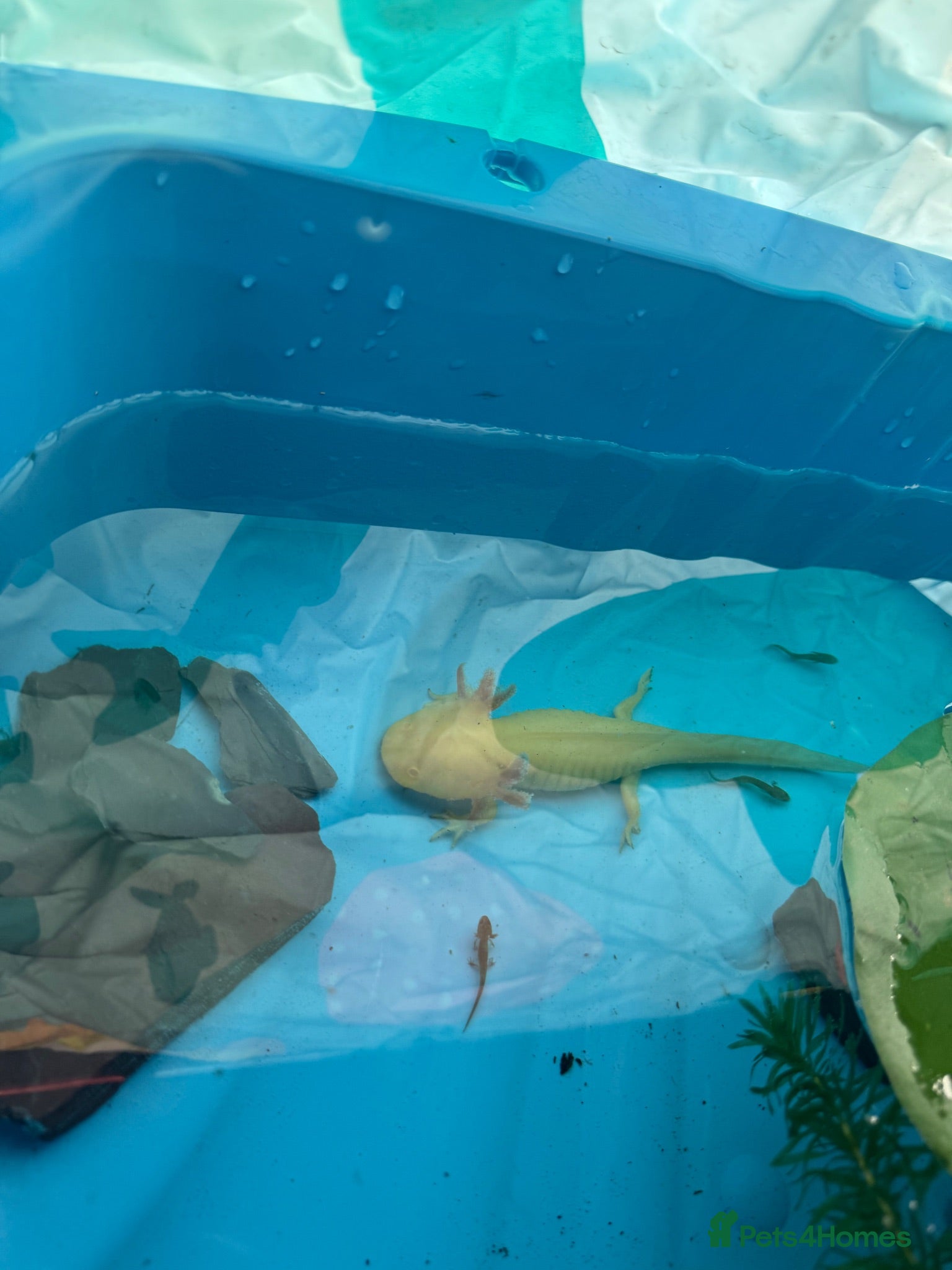 Axolotl reptiles Axalotls  - Advert 8